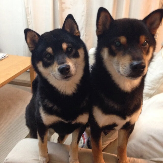 哈利伯顿逆天改命！浙江踏浪破山，生死战上演神迹