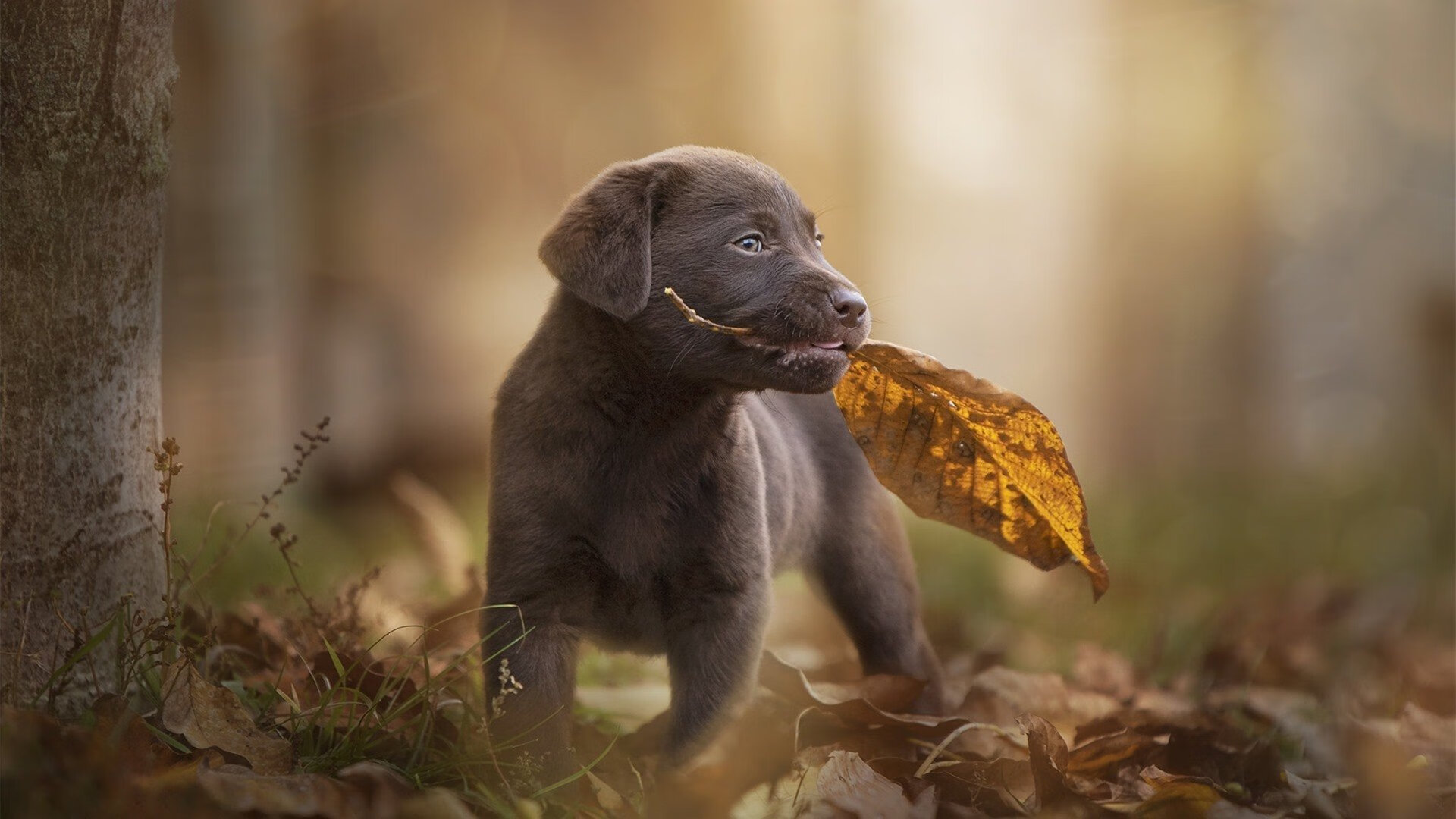 卢卡·东契奇爆点启示录,上海队的末节哲学,赢了开拓者,也赢了想象边界