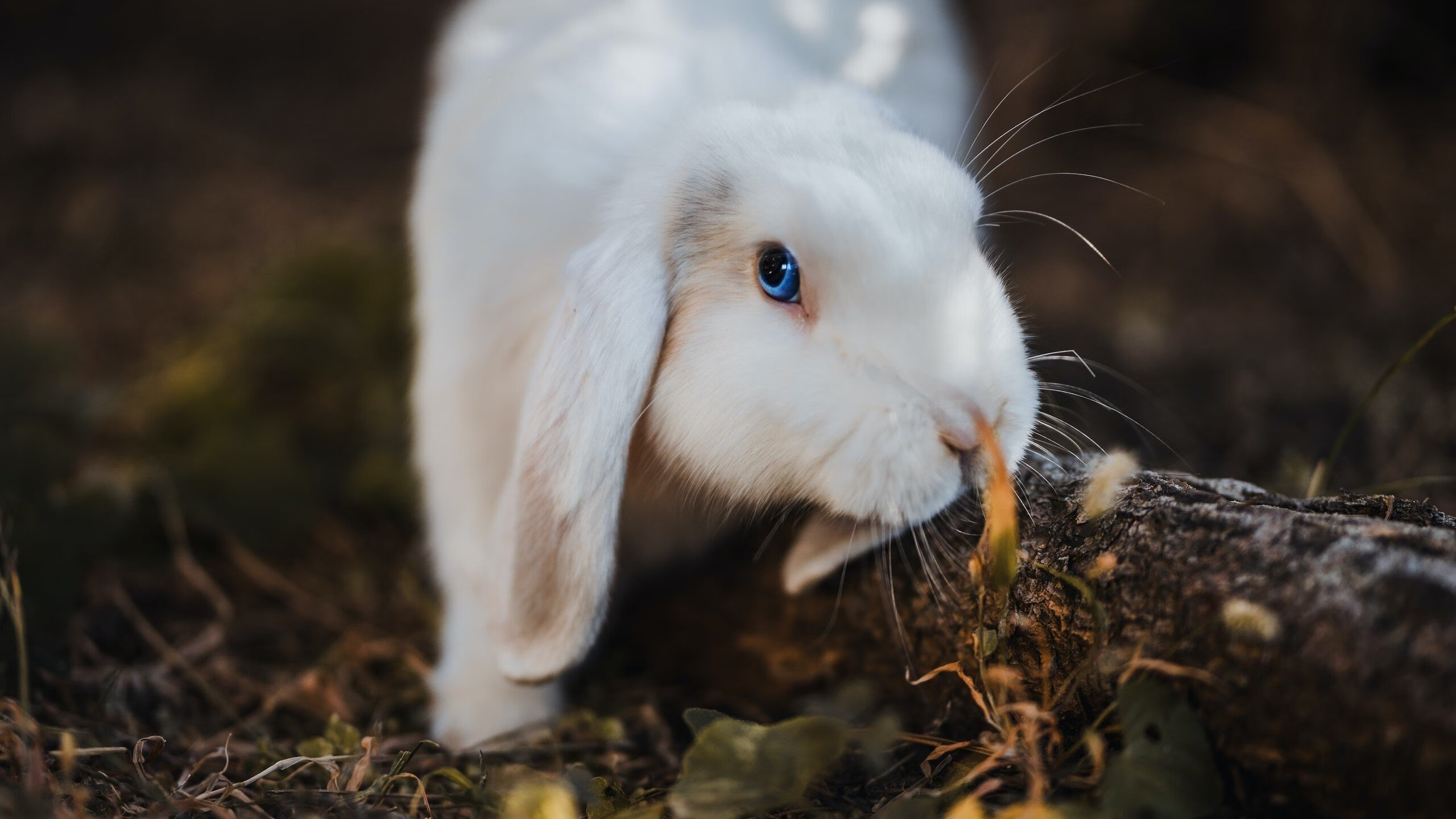 21年与21秒，国家德比之夜，马克西用600次出场刺穿寂静