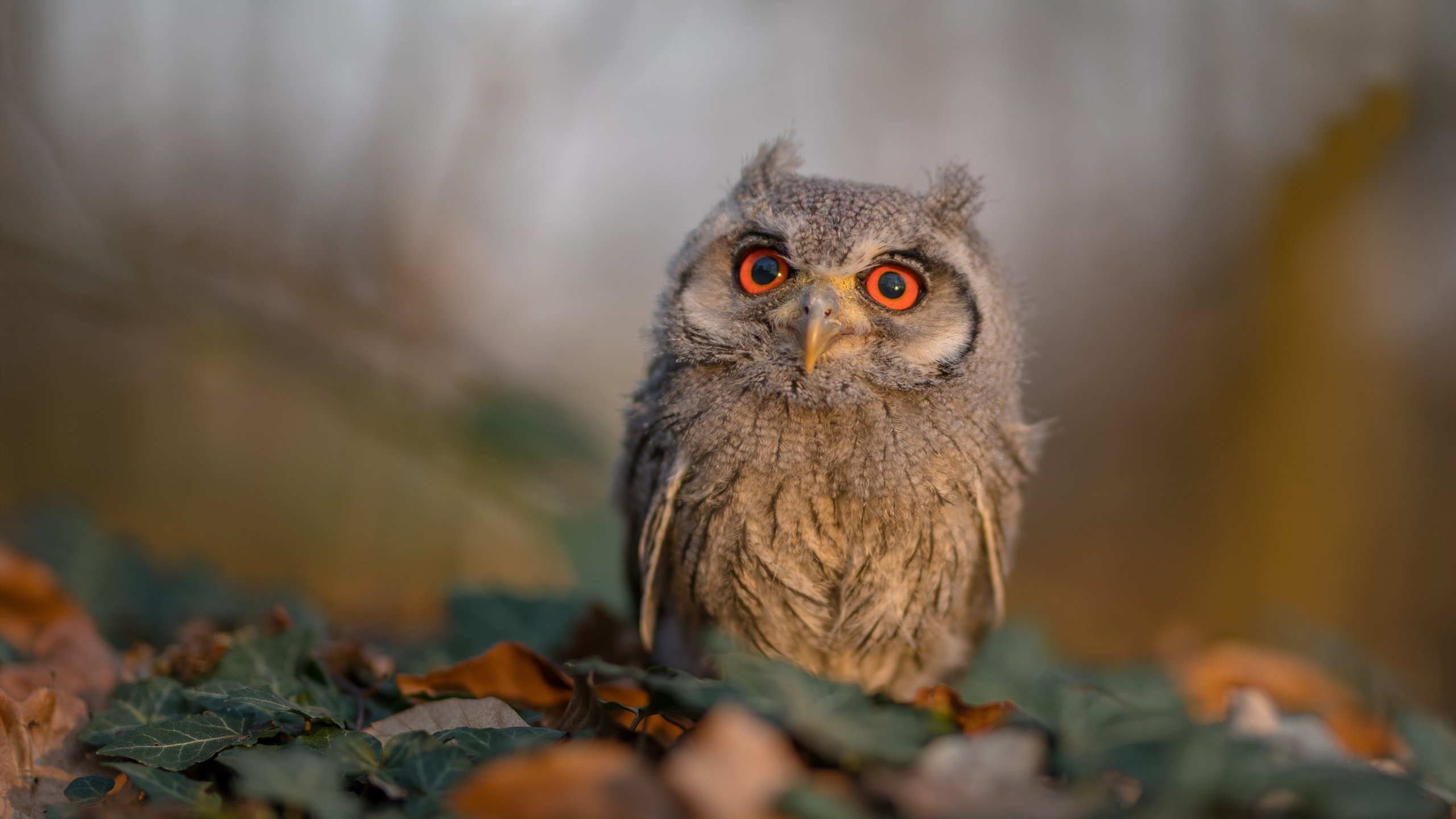 战场上的绿茵指挥官，伊拉克节奏大师如何驱动利物浦式胜利