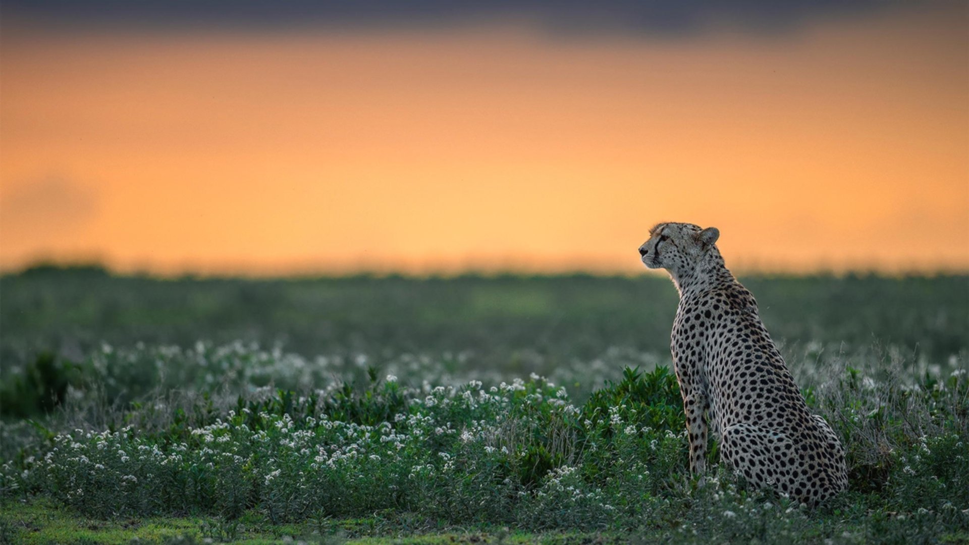 雪夜重生,一记手术刀如何刺穿斑马军团的钢铁防线,格列兹曼的无声宣告