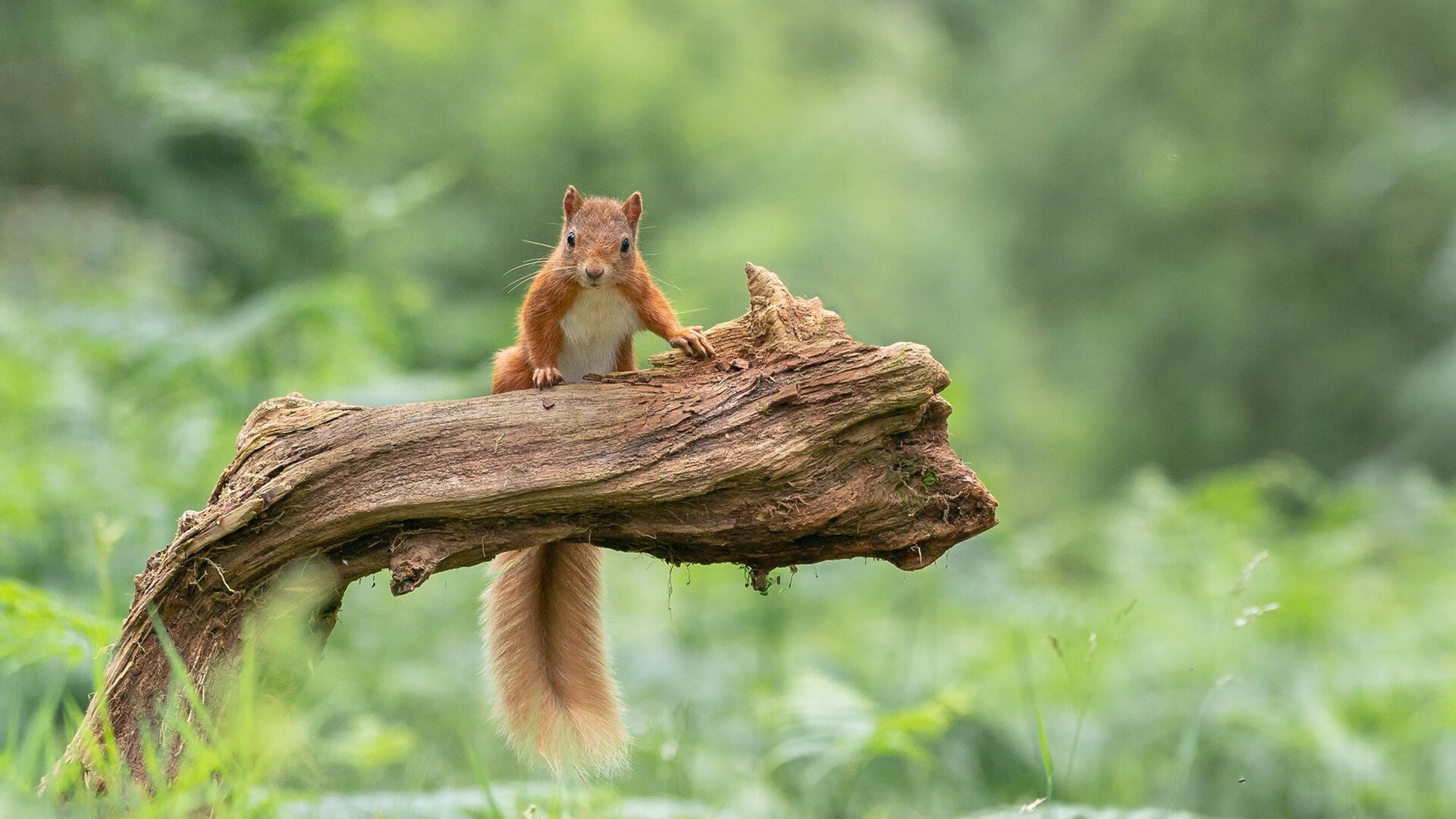 开云体育APP下载-北欧双神记，格列兹曼的怒火与瑞典的黄昏之剑