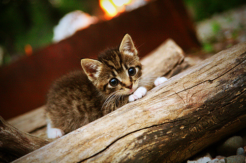 当浓眉披上活塞战袍，一场迟来七年的重逢猎杀