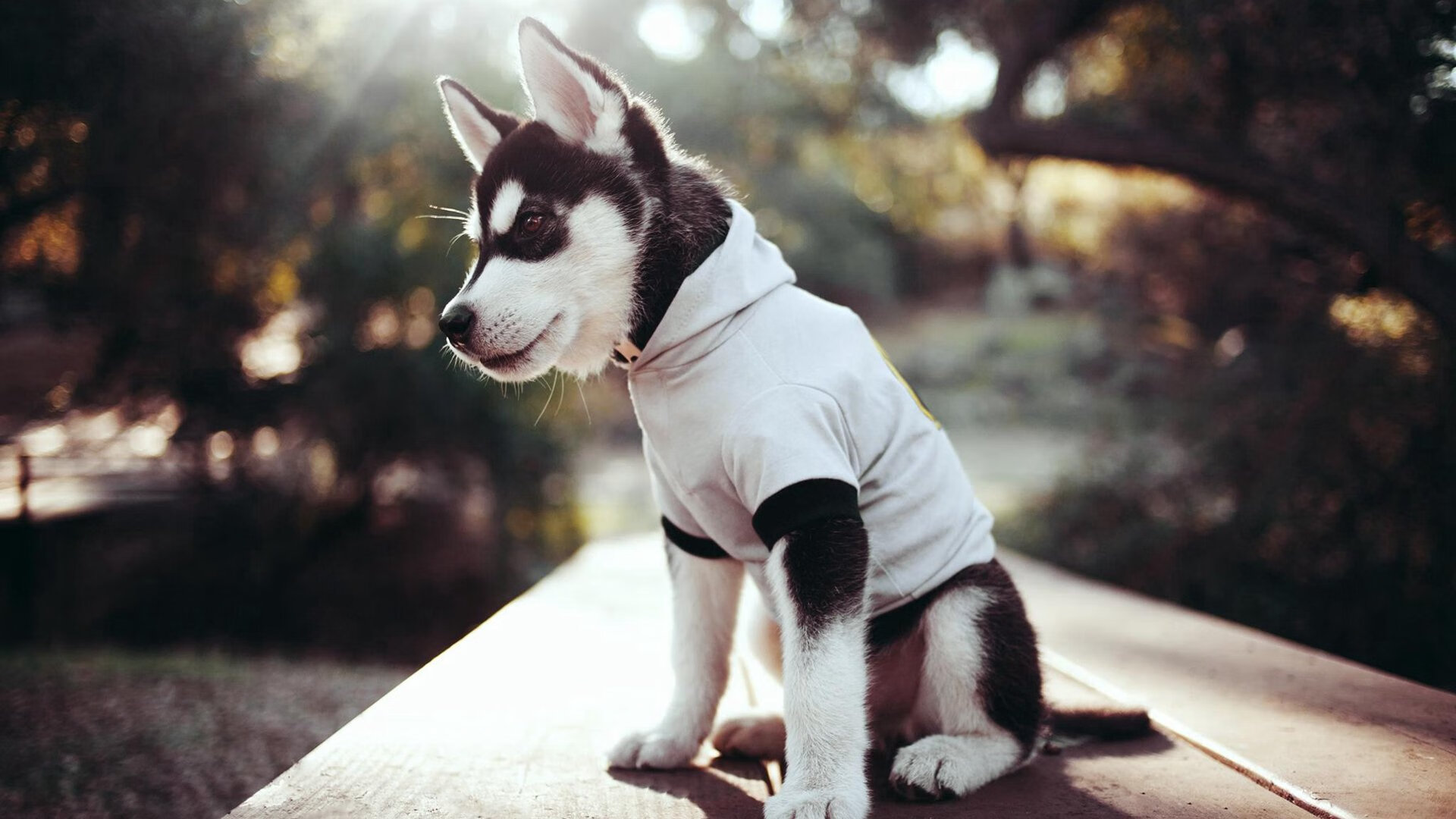 无形之手,当杜兰特的影子笼罩猛龙与老鹰之战