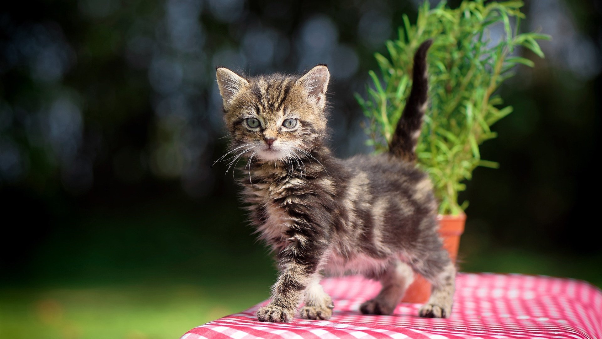 新疆洪流冲垮雄鹿防阵，杰伦·格林三节40分让胜负早定